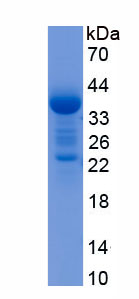 Recombinant Glucagon Like Peptide 1 (GLP1)