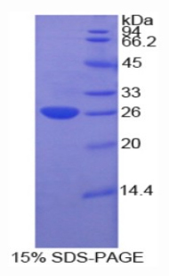 Recombinant Cardiotrophin 1 (CT1)