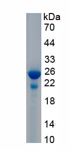 Recombinant Nitric Oxide Synthase 1, Neuronal (NOS1)