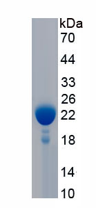 Recombinant Nitric Oxide Synthase 1, Neuronal (NOS1)