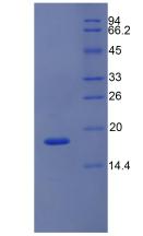 Recombinant Nitric Oxide Synthase 1, Neuronal (NOS1)