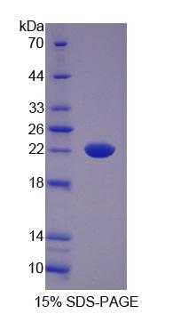 Recombinant Haptoglobin (Hpt)