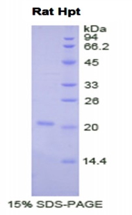 Recombinant Haptoglobin (Hpt)