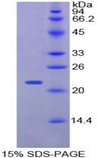 Recombinant Parathyroid Hormone Related Protein (PTHrP)