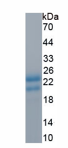 Recombinant Coagulation Factor II (F2)