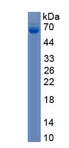 Recombinant Heat Shock Protein 60 (Hsp60)