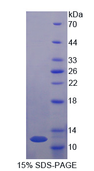 Recombinant Von Willebrand Factor (vWF)