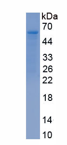 Recombinant Coagulation Factor X (F10)