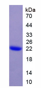 RPA835Hu02.jpg