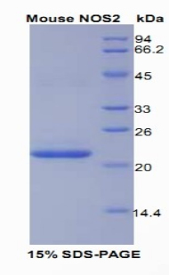 Recombinant Nitric Oxide Synthase 2, Inducible (NOS2)