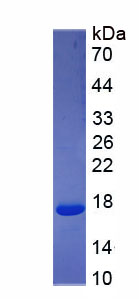 Recombinant Nitric Oxide Synthase 2, Inducible (NOS2)