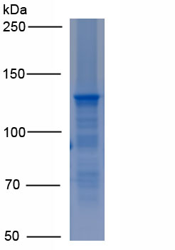 Recombinant Nitric Oxide Synthase 2, Inducible (NOS2)