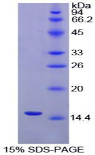 Recombinant Inhibin Beta A (INHbA)