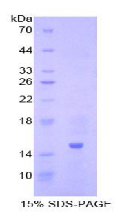 Recombinant Inhibin Beta A (INHbA)