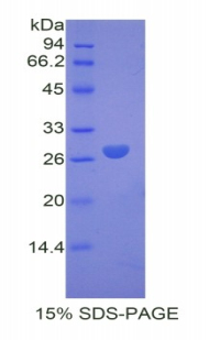 RPA840Mu01.jpg