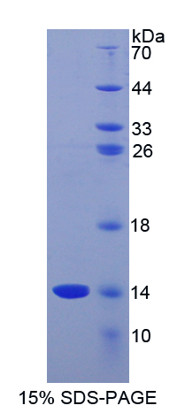 Recombinant Gonadotropin Releasing Hormone (GnRH)