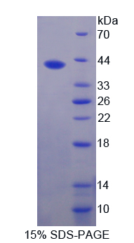 RPA847Bo01.jpg