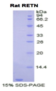 Recombinant Resistin (RETN)