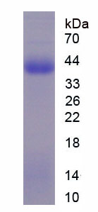 Recombinant Protease Activated Receptor 2 (PAR2)