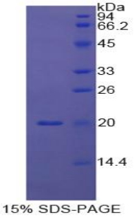 Recombinant Caspase 8 (CASP8)