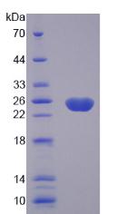 Recombinant Caspase 8 (CASP8)