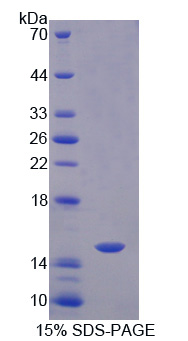 Recombinant Caspase 8 (CASP8)