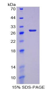 Recombinant Caspase 8 (CASP8)