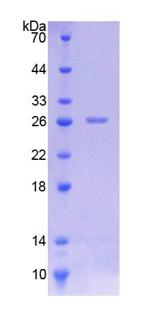 Recombinant Caspase 8 (CASP8)