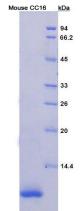 Recombinant Clara Cell Protein 16 (CC16)