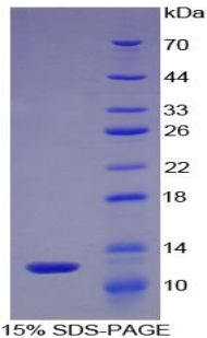 Recombinant Epithelial Neutrophil Activating Peptide 78 (ENA78)