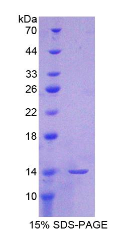 RPA860Mu02.jpg