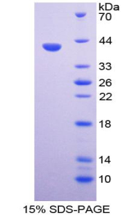 RPA866Bo01.jpg