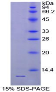 Recombinant Parathyroid Hormone (PTH)