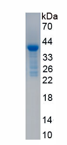 RPA866Mu01.jpg