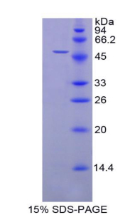 Recombinant Phospholipase A2 Group VII (LpPLA2)