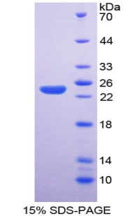 Recombinant Endothelial NOS (eNOS)