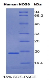 Recombinant Endothelial NOS (eNOS)