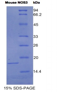 Recombinant Endothelial NOS (eNOS)