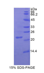 RPA868Po01.jpg