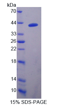 RPA872Mu01.jpg