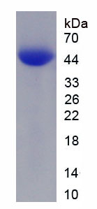 Recombinant Calcitonin Gene Related Peptide (CGRP)