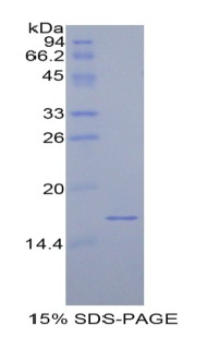 RPA876Ra01.jpg