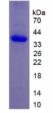 Recombinant Neuropeptide Y (NPY)