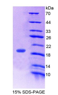 Recombinant Gastric Inhibitory Polypeptide (GIP)