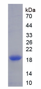 RPA884Mu01.jpg