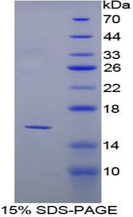 Recombinant Peroxisome Proliferator Activated Receptor Gamma (PPARg)