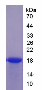 RPA886Mu02.jpg