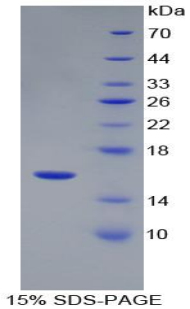 RPA889Hu01.jpg