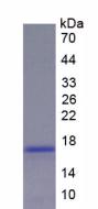 Recombinant Renin (REN)