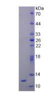 Recombinant Renin (REN)